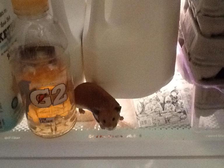 Hamster in the Fridge